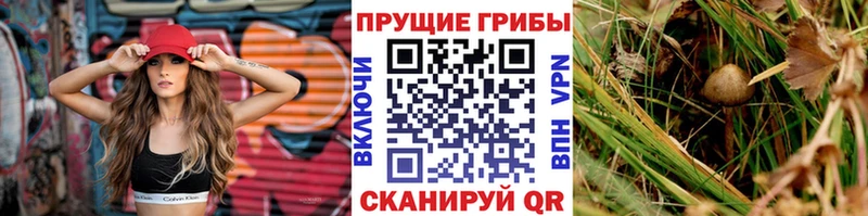 где найти наркотики  Петровск  Псилоцибиновые грибы мицелий 